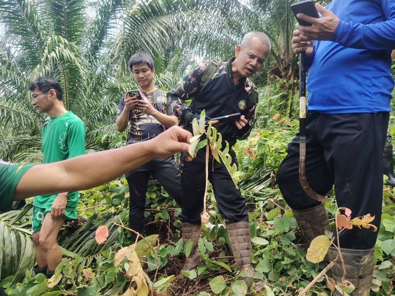 カポン郡でマレーグマが住民襲撃、重傷