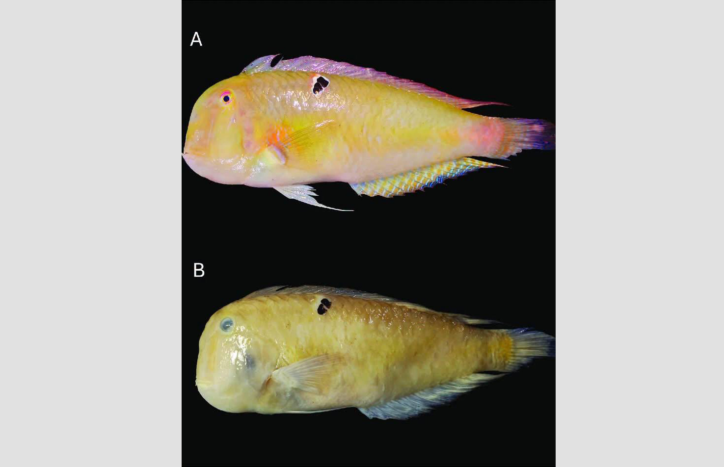 New Marine Species Documented in Cambodian Waters, Enhancing Understanding of Biodiversity