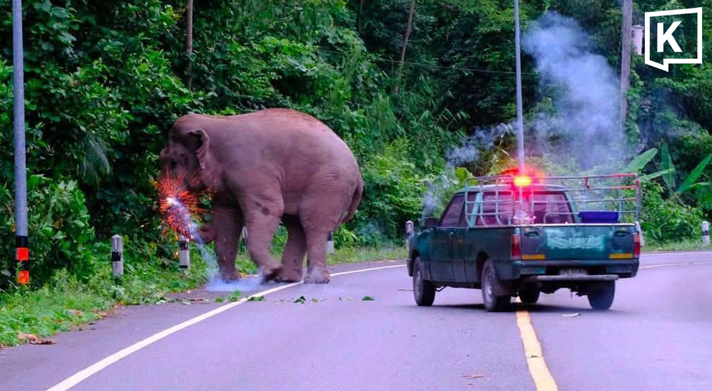Firecracker Incident at Khao Yai Elephant Sparks Outrage, Animal Welfare Groups Demand Investigation
