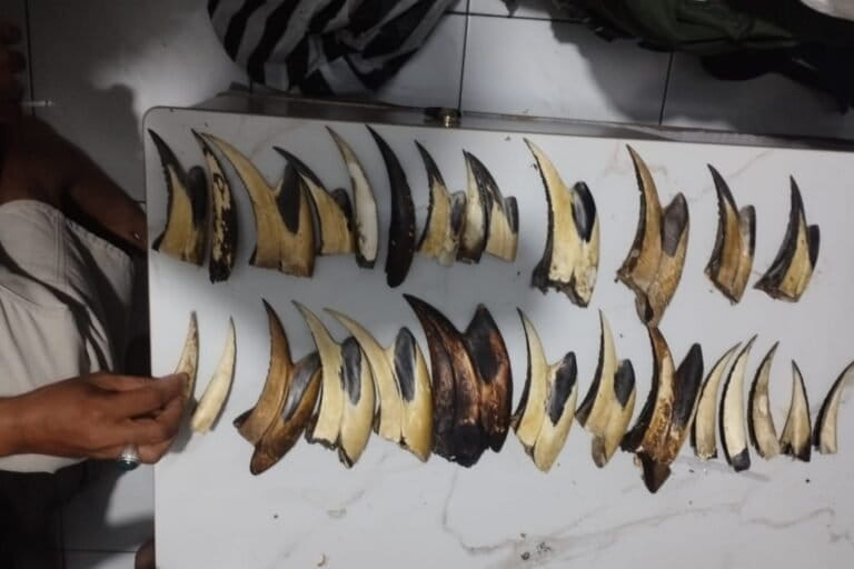 Illegal Wildlife Trade Persists in West Sumatra Amidst Protection Challenges