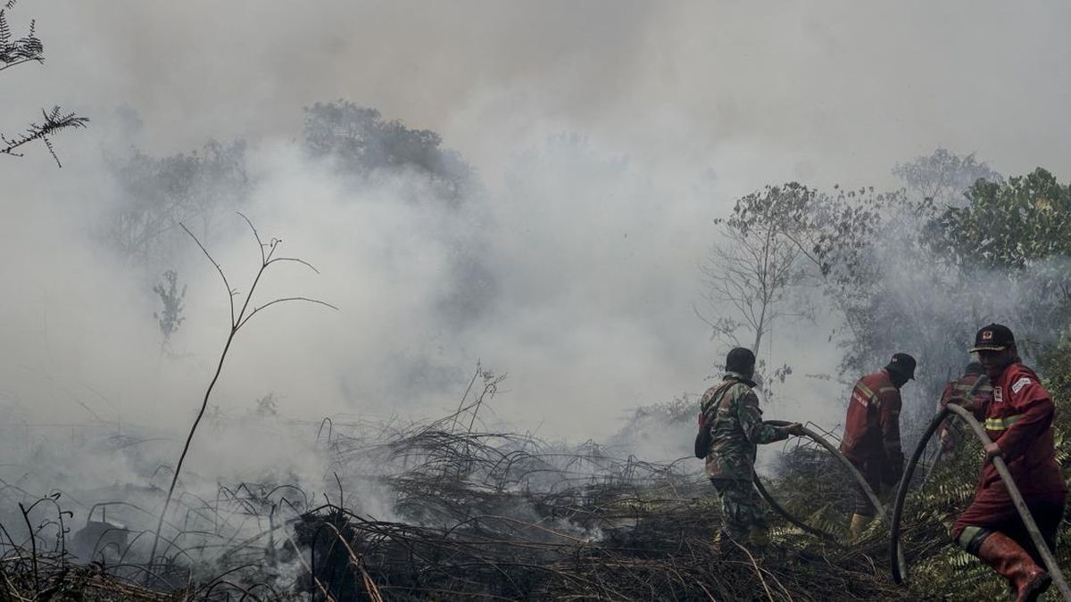 Tarakan Coal Deposits Suspected as Fire Ignition Source in Kalimantan