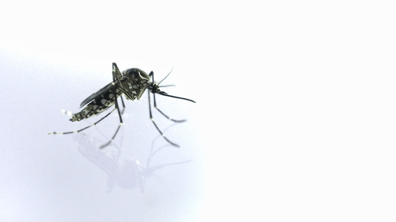 Dengue Deaths Reach 17 in Negros Occidental, Bacolod