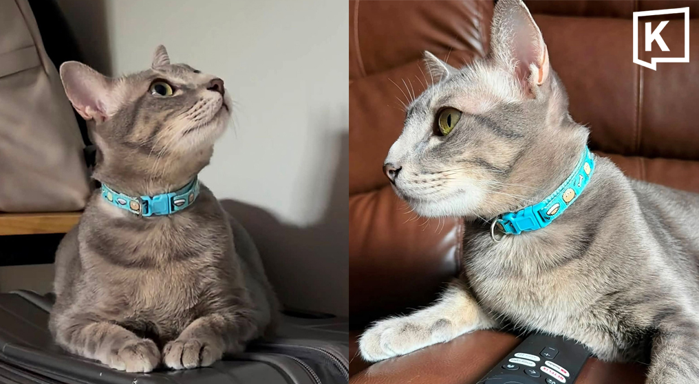 チェンマイで愛猫捜索、飼い主が5万バーツ懸賞金