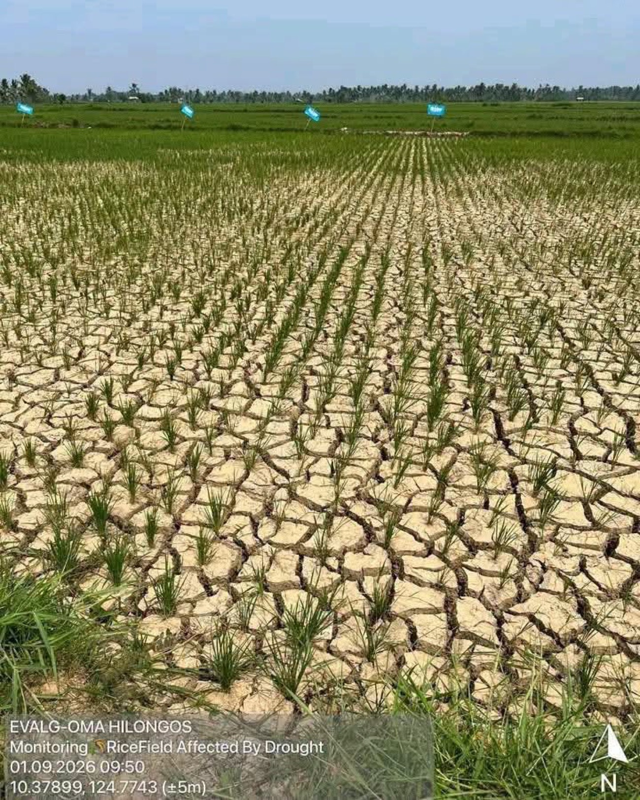 El Niño Triggers P300M Agri Losses in Eastern Visayas