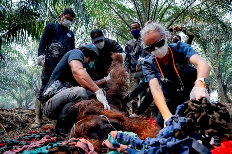 森林火災で追われるオランウータン、7頭が保護される カリマンタン