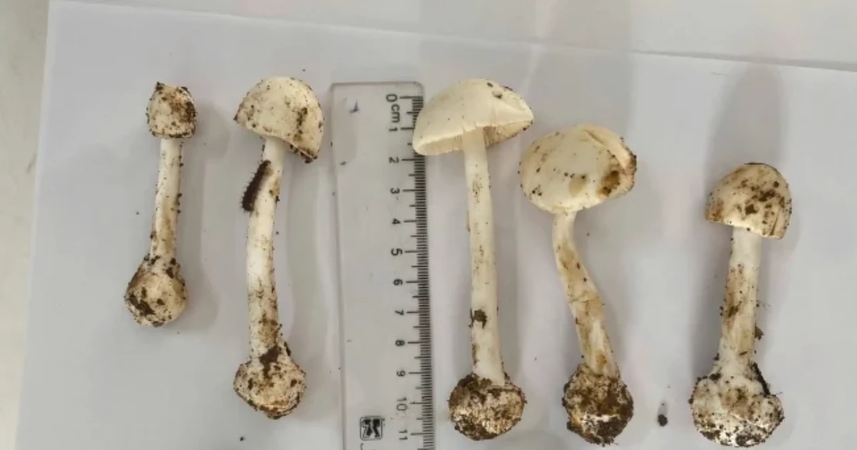 ベトナム・クアンチ省でセミの揚げ物による集団食中毒が発生、9人が病院へ搬送