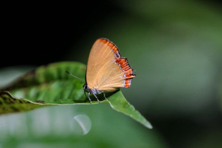 Reading Ecosystems Through Insects: Ecotourism Development in Indonesian National Park