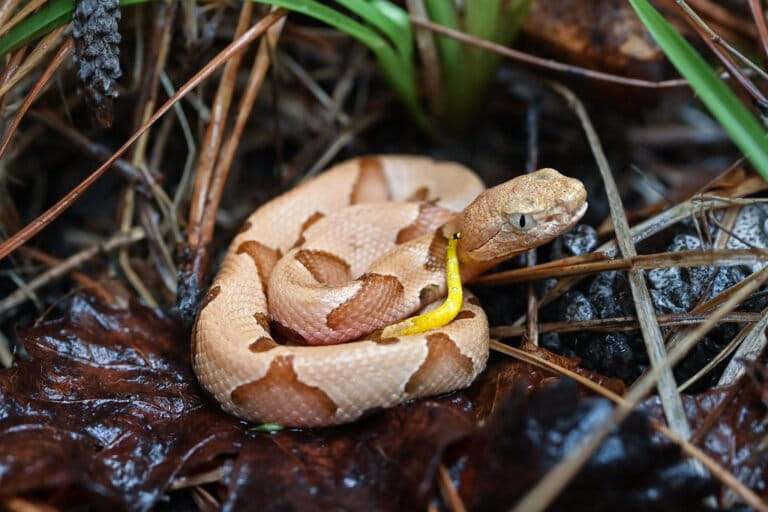 Virgin Births in Copperhead Snakes Confirmed in the Wild in Indonesia