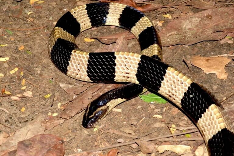 ジャカルタ都市部で発見された猛毒ヘビ「ウラー・ウェラン」、生物多様性保全の課題浮き彫りに