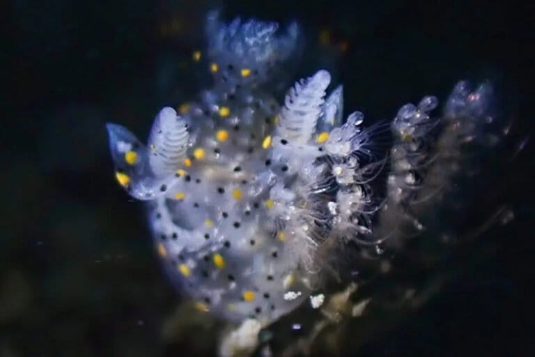 New Sea Slug Species Discovered Off Taiwan Coast, Ending Nearly 200 Years of Mystery