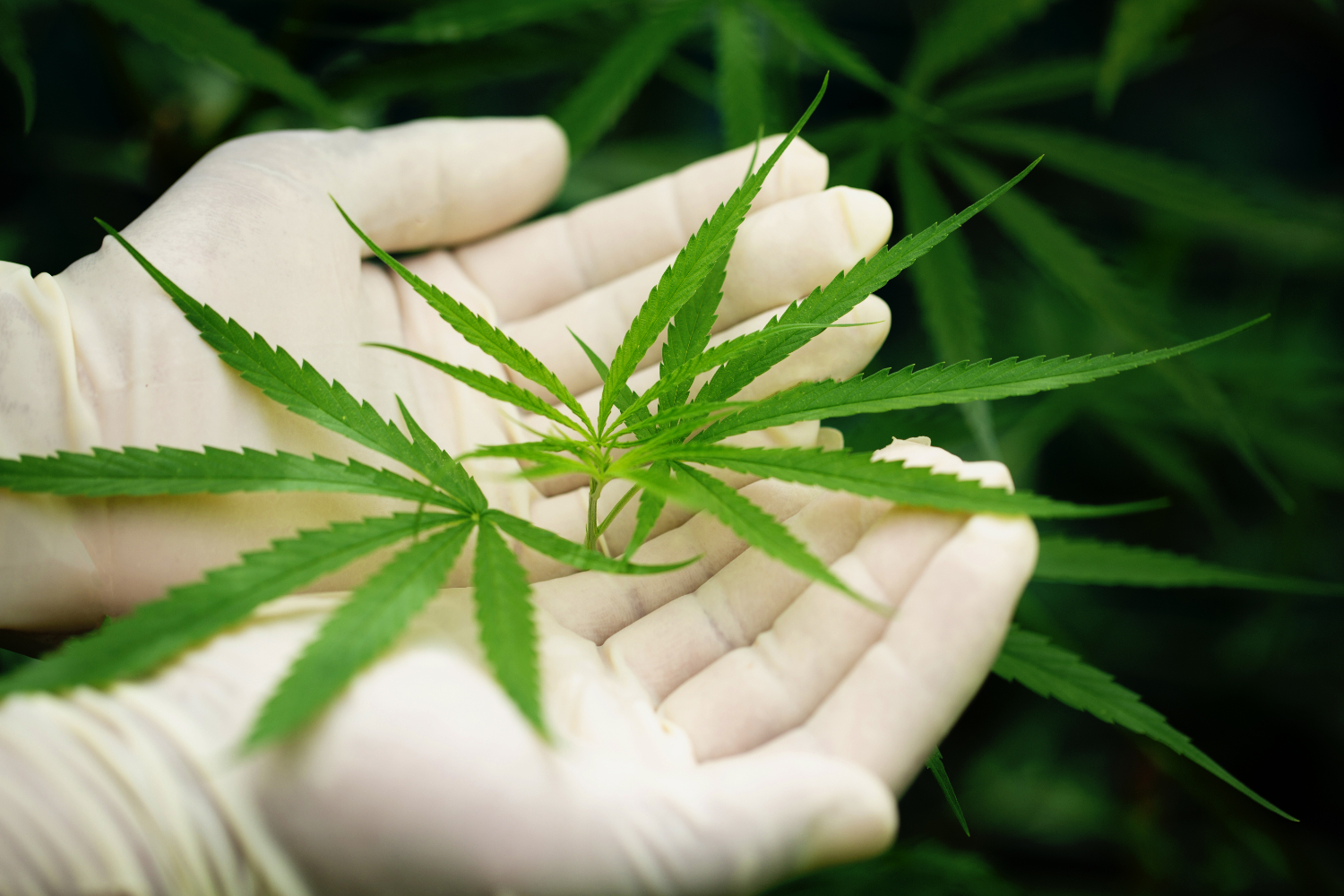 Thailand Moves to Tighten Cannabis Rules with Medical-Use-Only Bill