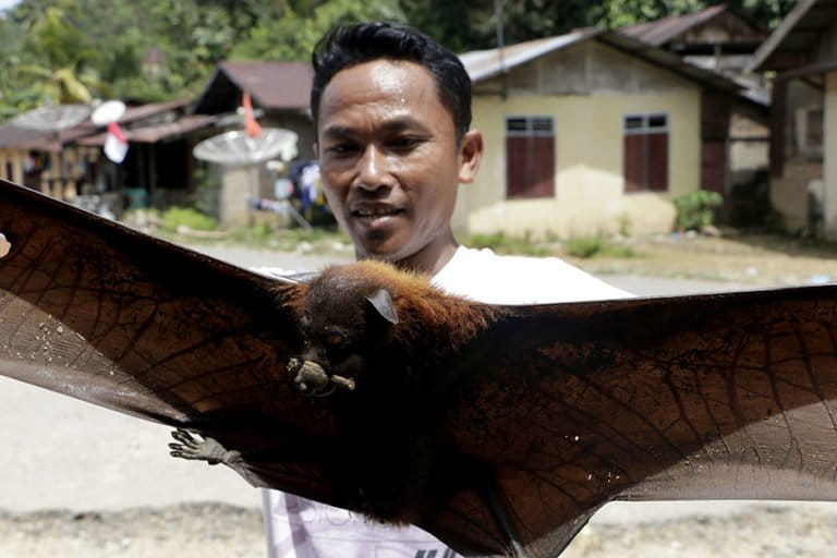 Indonesian Bats' Ancestors May Originate from Europe, New Genome Study Rewrites Evolutionary History