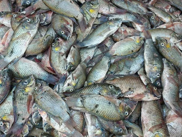 タイ:在来魚「クロアゴバディス」が養鶏コスト削減と生態系保護に貢献か