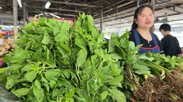 Ayutthaya Holy Basil Dispute: Local Vendors Express Confusion