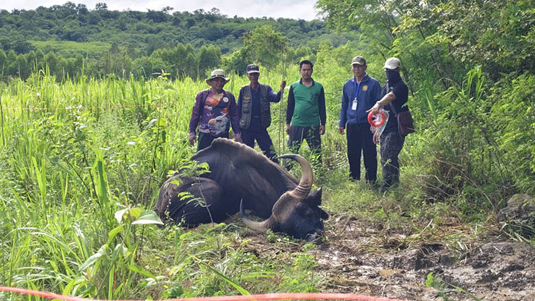 Gaur Dies in Ta Phlan National Park, Cause Under Investigation