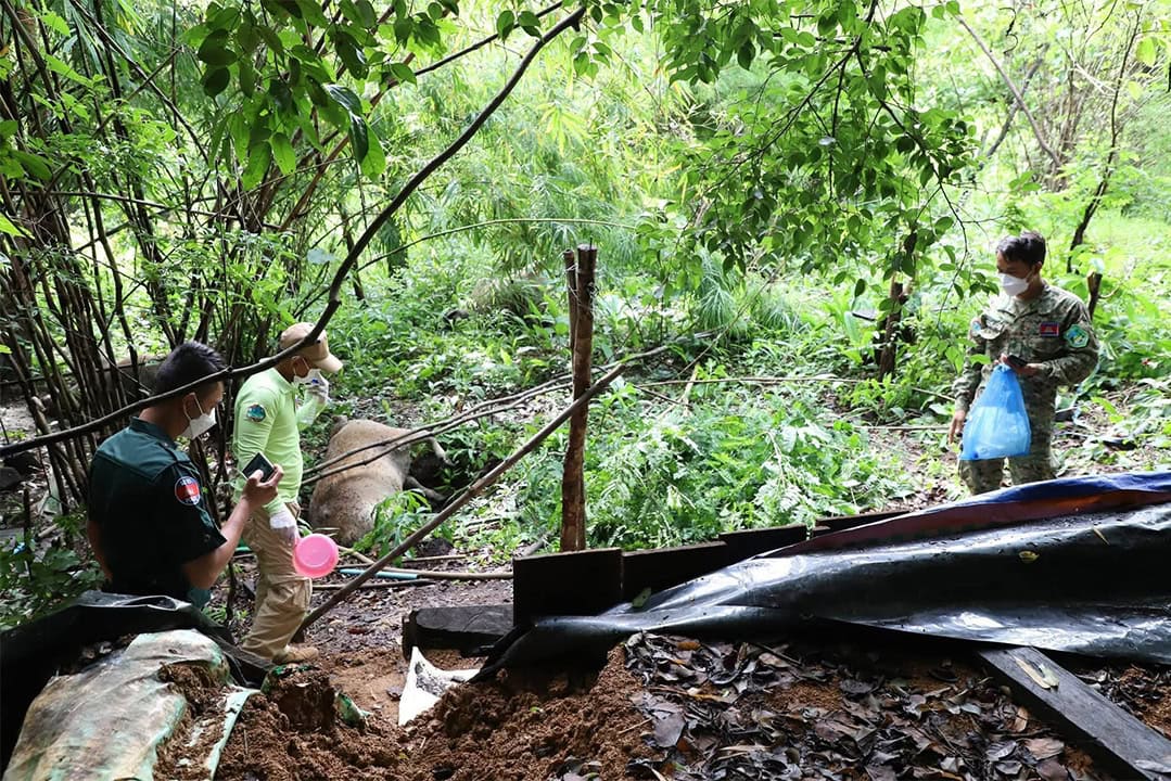 Mondulkiri Officials Probe Cattle Deaths Near Illegal Mine Amid Poisoning Fears