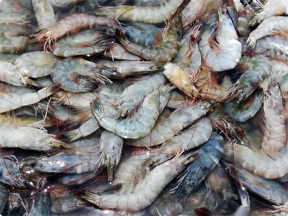 マレーシア禁輸でタイ、エビ農家支援に奔走