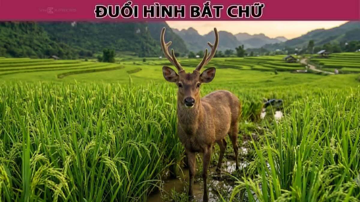 Vietnam's Hidden City Name Puzzle: A Brain Teaser Requiring a Shift in Perspective