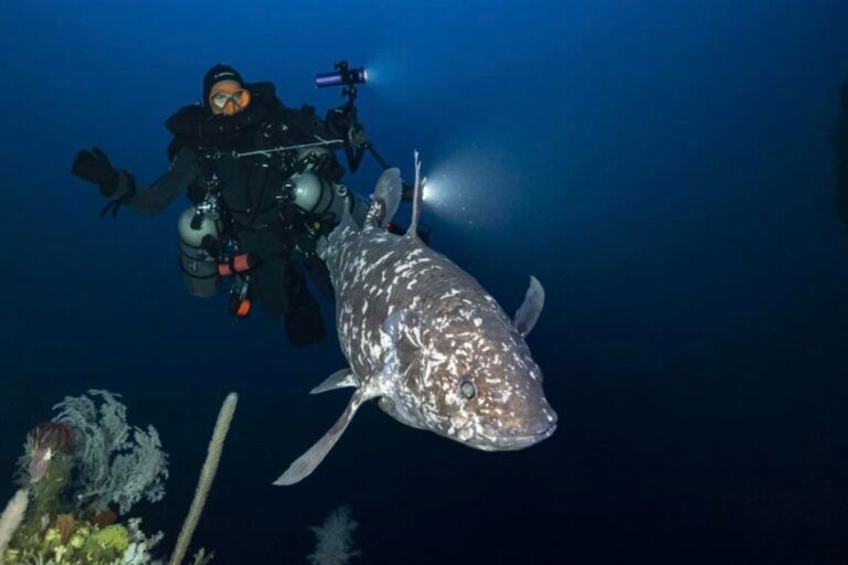 Prehistoric Fish Species Surviving in Indonesian Waters