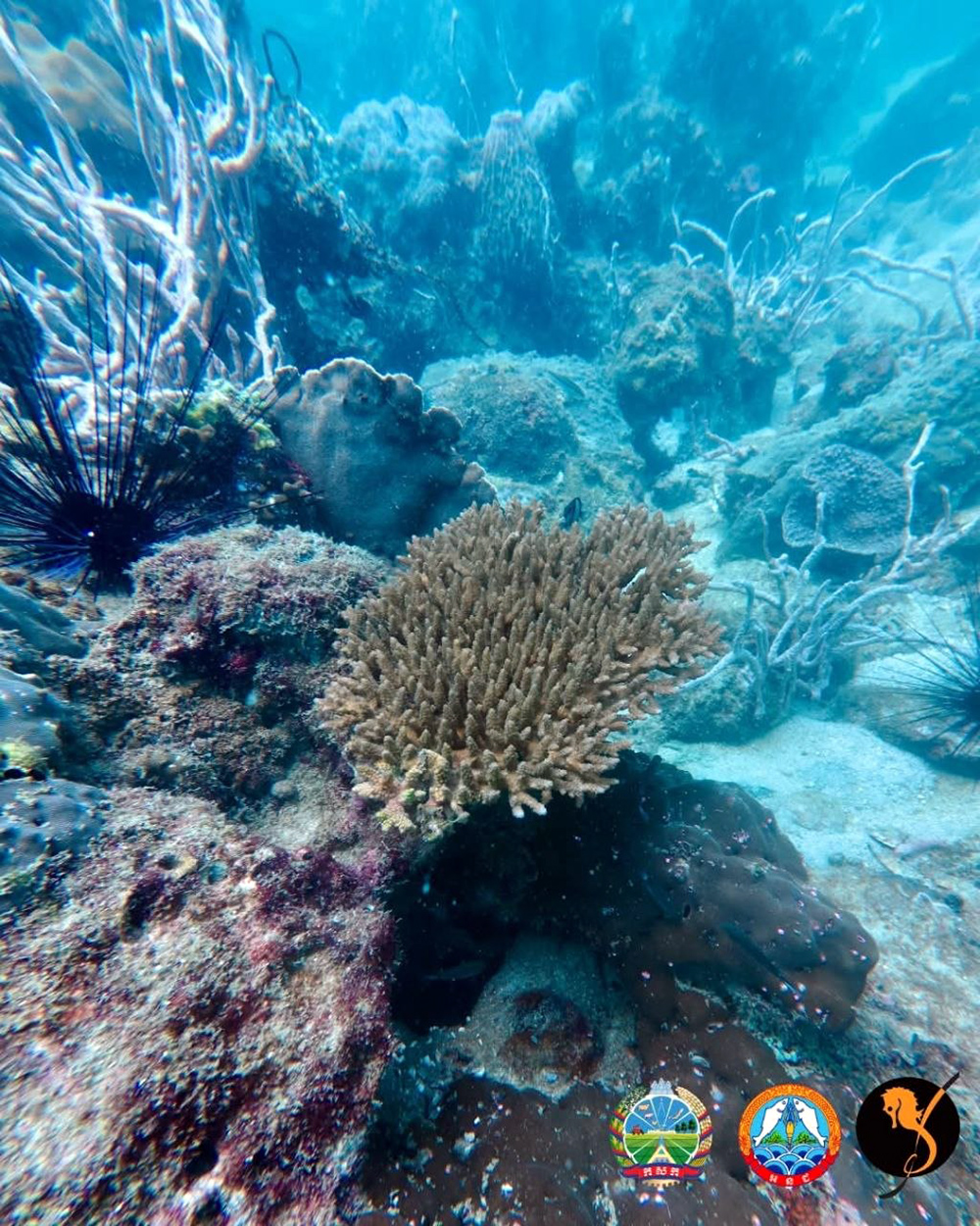 Cambodia's Marine Biodiversity Celebrated by MCC on International Day, Highlighting Conservation Needs