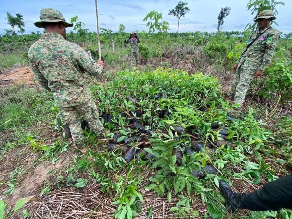 Illegal Plantations in Preah Vihear Protected Area Raided by Rangers