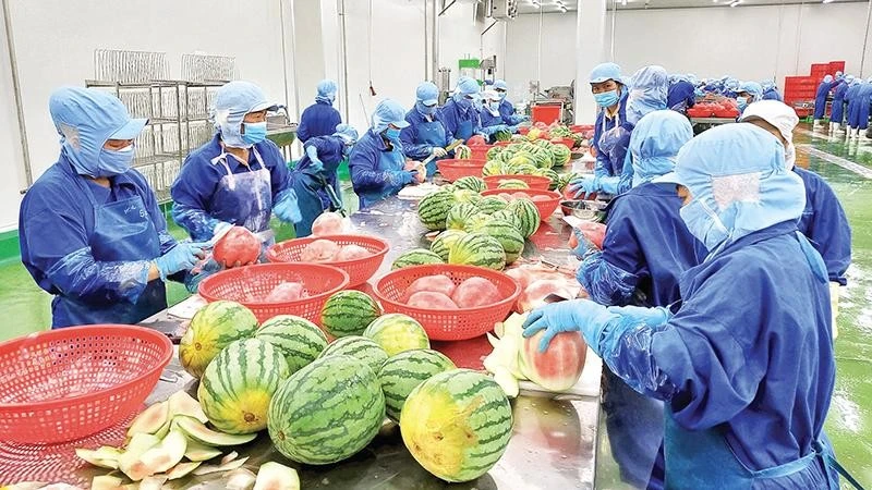 Dong Thap Province Focuses on Strengthening Fruit Value Chains