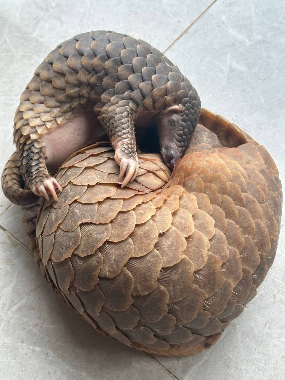 Siem Reap Gendarmerie Rescues Two Critically Endangered Pangolins, Transfers to ACCB Center