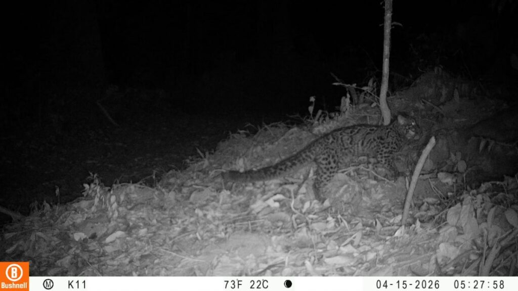14 Rare Wildlife Species Documented in Cambodia's Cardamom Mountains, Highlighting Conservation Importance