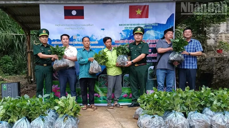 Son La Border Guard Donates 6,200 Coffee Seedlings to Border Communities in Laos