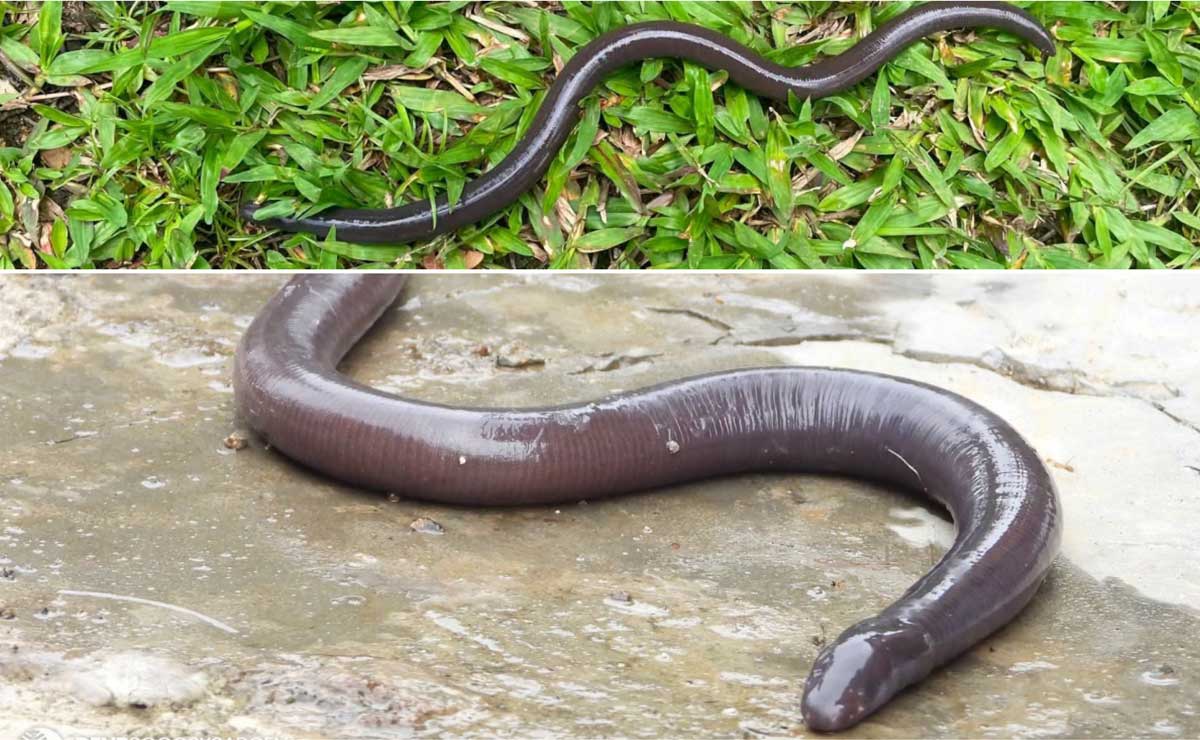 Rare Mindanao Caecilian Spotted in Mount Apo