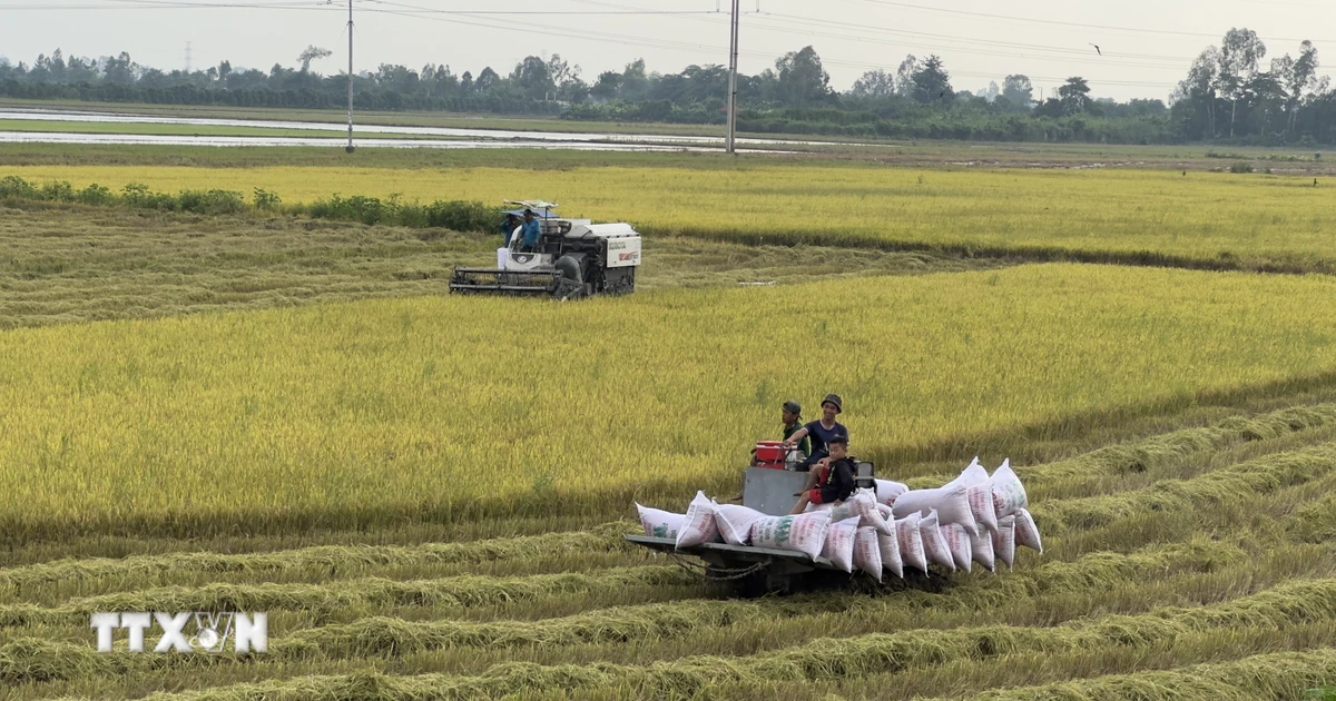 ベトナム産米の輸出価格が上昇、エルニーニョ現象による世界的な供給懸念が背景に