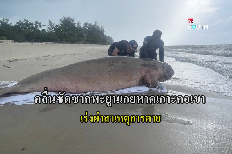 プーケット沖でジュゴンの死骸発見、死因究明へ