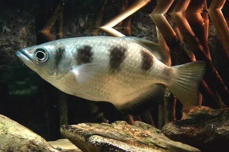 水面から獲物を狙い撃つ「テッポウウオ」の驚異的な狩猟能力