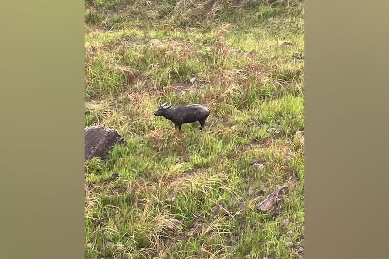 ミンドロ島のタマラーウ、12%増で絶滅危機克服へ希望