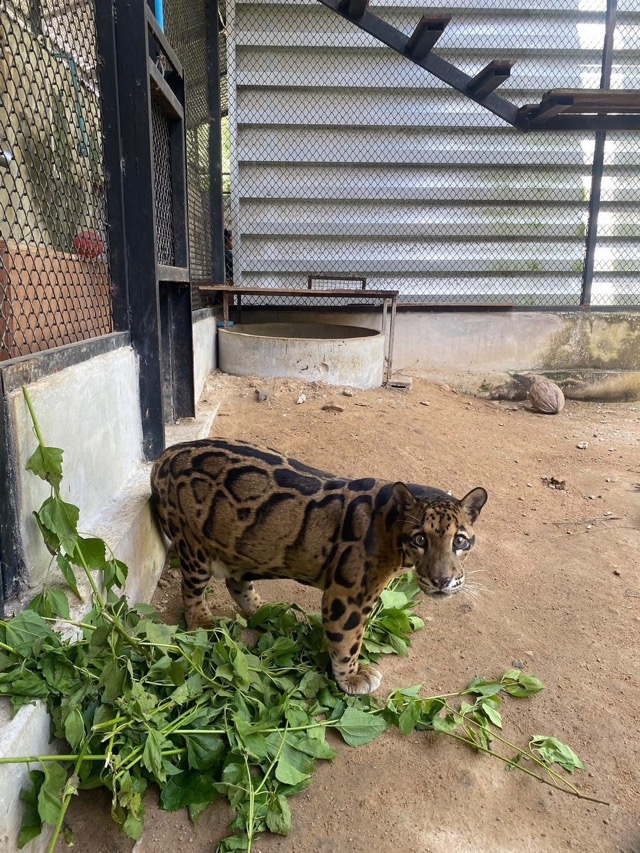 タイの希少動物「雲紋猫」、SNSで人気爆発