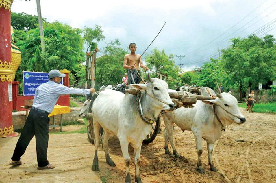 Free vaccination for buffaloes and cattle provided in Botekone Village, Shwebo Township