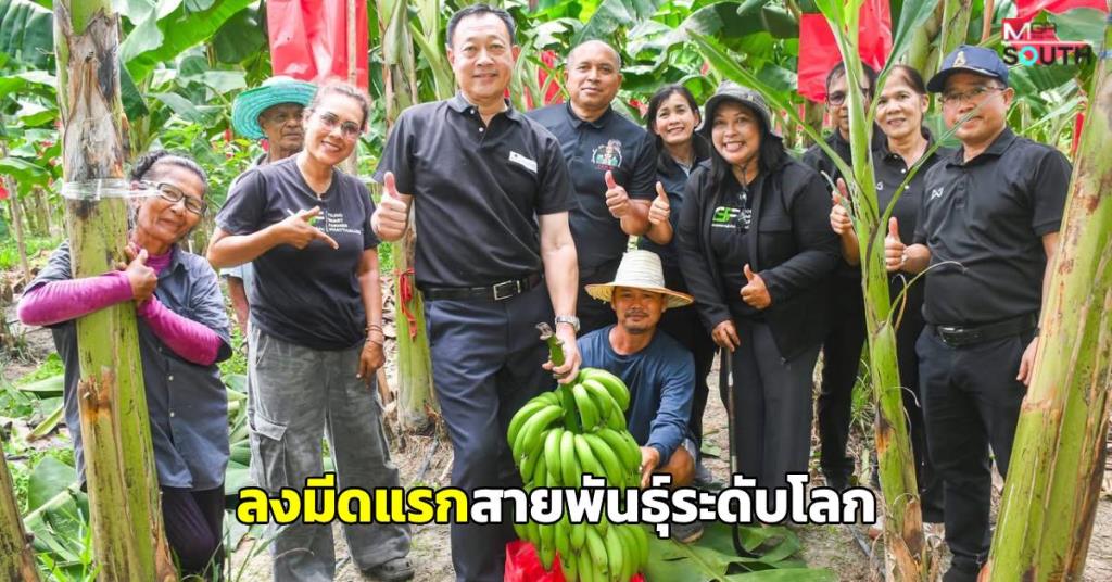 World-Class Banana Variety Blooms in Phatthalung, Governor Oversees First Harvest