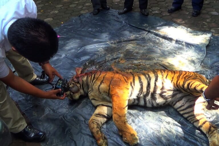 North Sumatra's Forests Damaged, Wildlife Habitats Threatened, Sparking Human Conflict