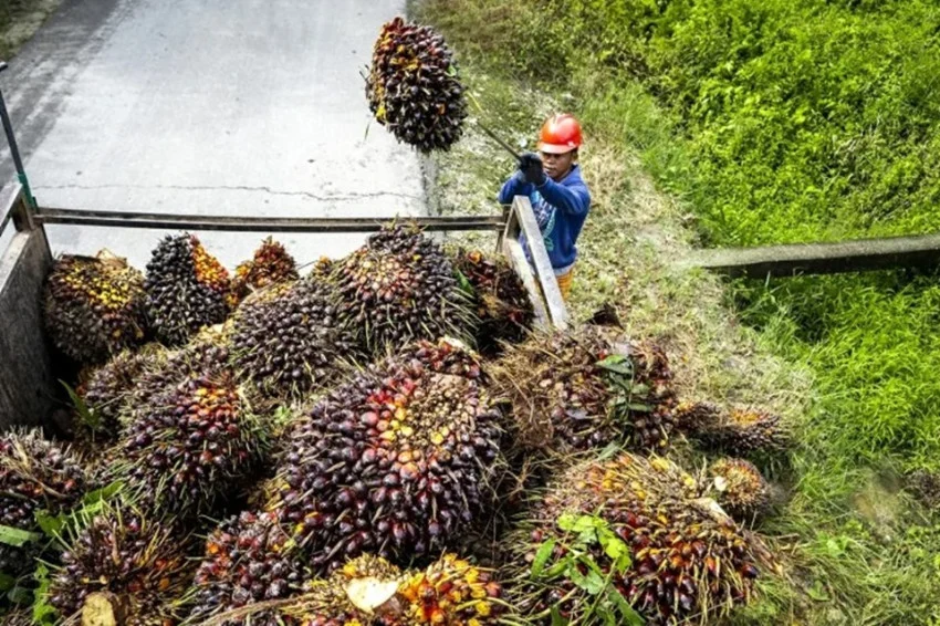 Palm Oil Export Manipulation Allegations Demand Investigation for Legal Certainty