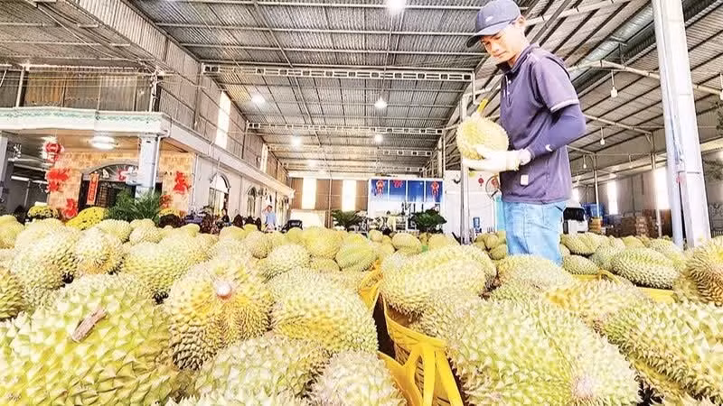 Vietnam Customs Implements Measures to Facilitate Durian Exports