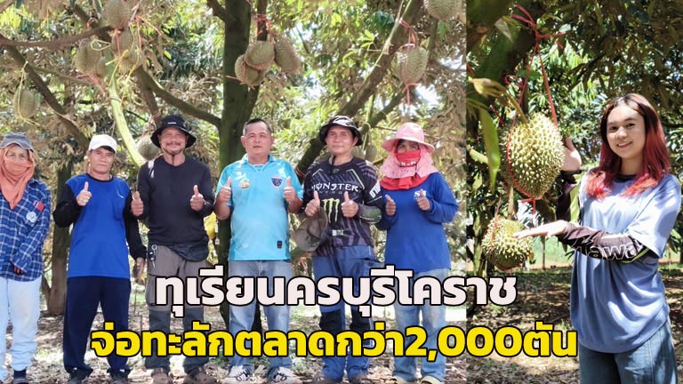Nakhon Ratchasima's Durian Poised for Market: Over 2,000 Tons from 3,000 Rai