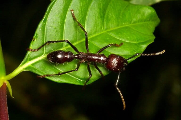 Bullet Ant's Painful Sting: Implications for Indonesian Ecosystems?