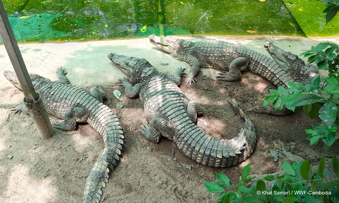Ten Critically Endangered Siamese Crocodiles to be Released into Srepok River
