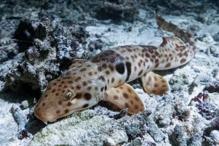 Raja Ampat's 'Walking Shark' Records Highest Global Population Density
