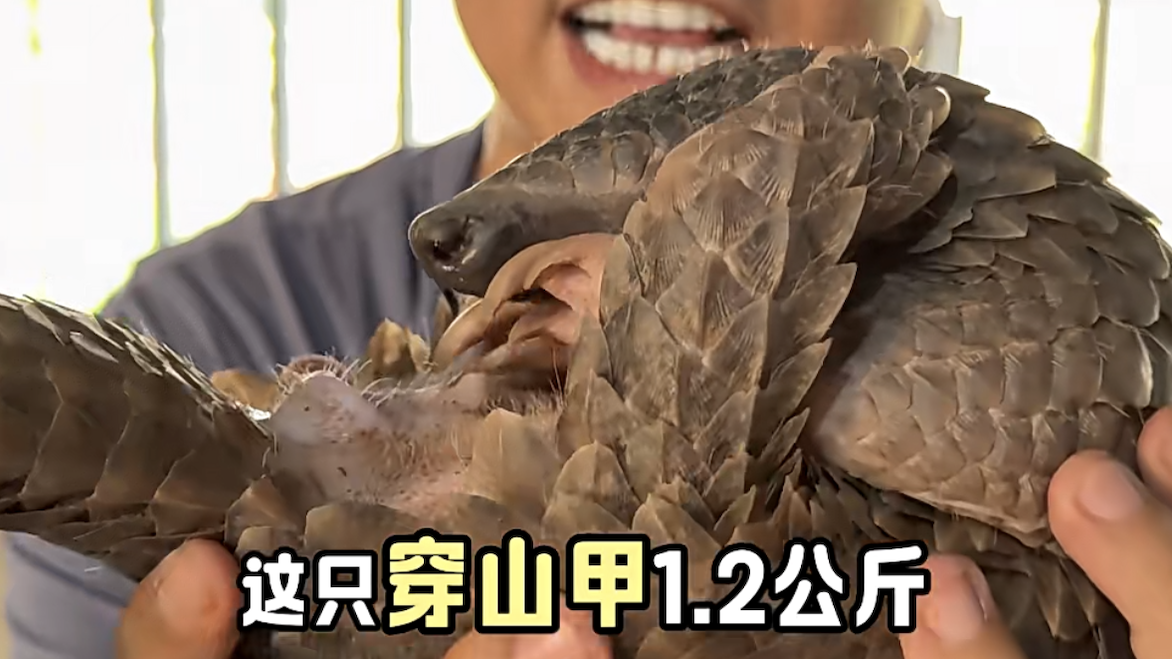 中国SNS、ラオスでの違法野生動物取引を助長か