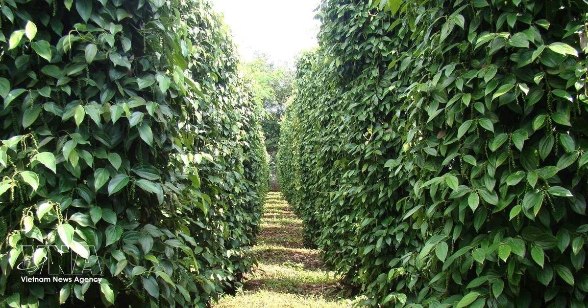 Vietnam's Pepper Exports Surpass $1.3 Billion, Maintain Growth Momentum