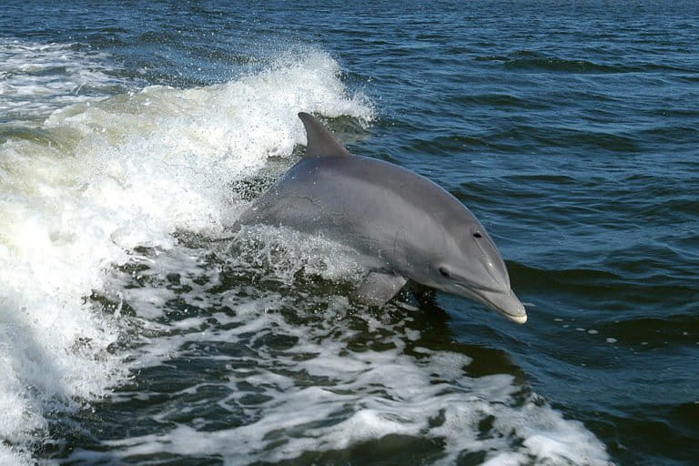 インドネシアで頻発するクジラ・イルカ座礁、社会的絆と人間活動が要因か