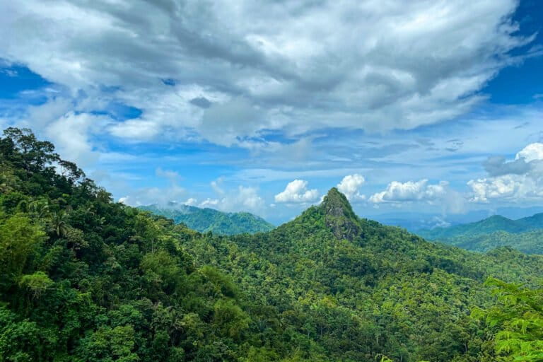 メノレ山脈に鳥のさえずりを取り戻す:インドネシアの村の保護活動