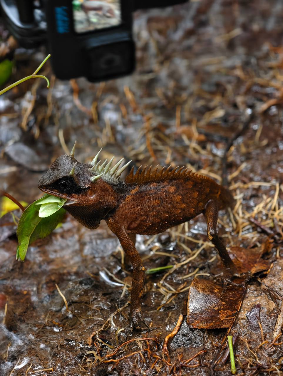 カンボジアで珍しい「マウンテンホーンドラゴン」発見、生物多様性の豊かさを示す