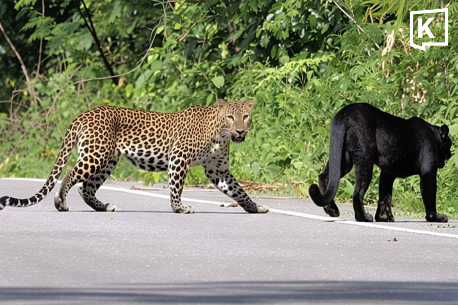 Rare Sighting: Five Leopards, Including Black Variants, Spotted Together in Kaeng Krachan Forest